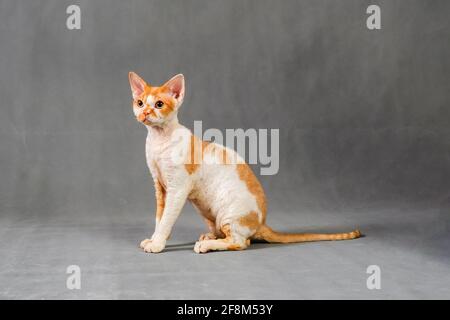 Devon Rex cat on a gray background Stock Photo