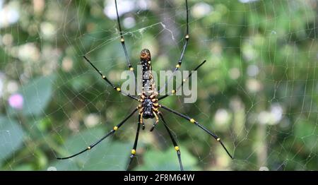 Extreme backside close up of a female giant golden silk orb weaver spider and her web