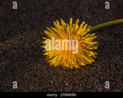 yellow dandelion isolated on rough brown background Stock Photo