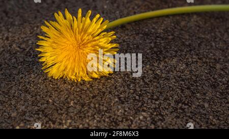 yellow dandelion isolated on rough brown background Stock Photo
