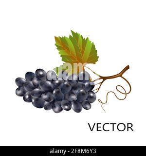 Bunch of blue grapes in 3d style isolated on white background close-up. Dark wine grapes with stem and leaves realistic vector object. Stock Vector