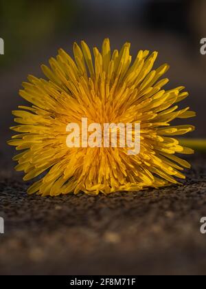 yellow dandelion isolated on rough brown background Stock Photo