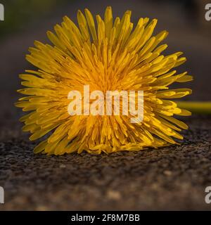 yellow dandelion isolated on rough brown background Stock Photo