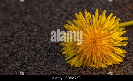 yellow dandelion isolated on rough brown background Stock Photo