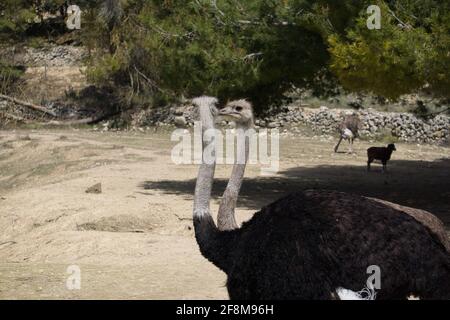 portrait of two ostriches walking in the field. animals Stock Photo