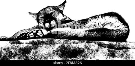 Mountain Lion lying down sleeping illustration in black on white background Stock Vector