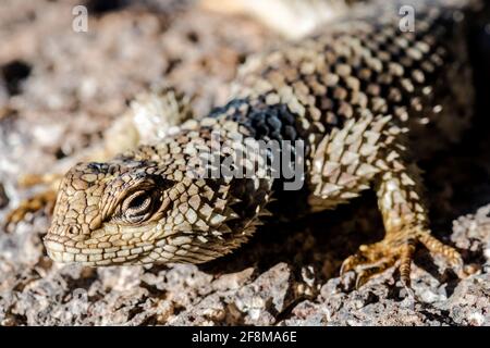 Crevice Spiny Lizard (Sceloporus poinsettii) Stock Photo