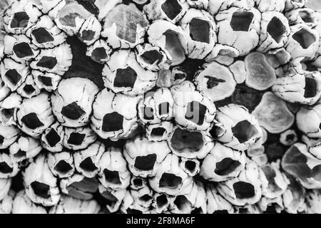 Empty Barnacles on Driftwood at the Oregon Coast, USA Stock Photo