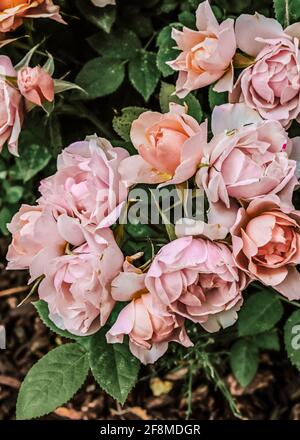 Pale pink rose blossoms on a rose bush in the soft spring light Stock Photo