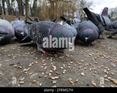 Closeup shot of a bunch of pigeons in the park eating seeds from the ground Stock Photo