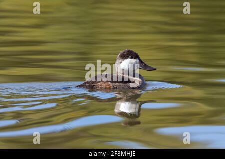 A Ruddy Duck drake in non breeding plumage, swimming in a green water lake in the Fall Season. Stock Photo