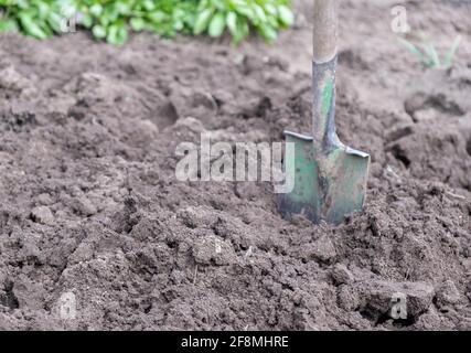 Garden shovel in the garden. Stock Photo