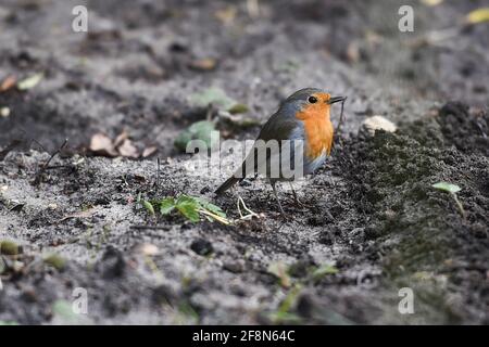 Berlin, Germany. 14th Apr, 2021. A robin is sitting in a garden in Berlin. Credit: Kira Hofmann/dpa-Zentralbild/ZB/dpa/Alamy Live News Stock Photo