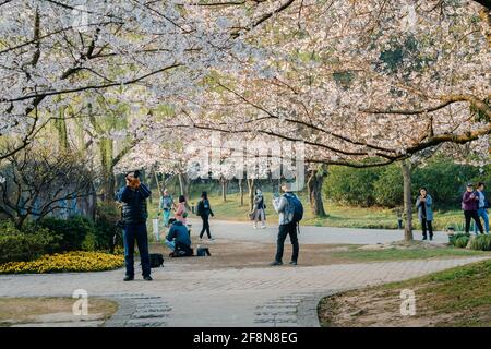 Landscape of the spring cherry blossoms, in Wuxi Yuantouzhu, also named 'Turtle Head Isle' in English Stock Photo