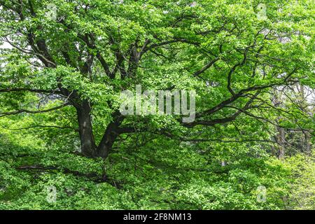 old mighty oak with first young leaves. sunny spring landscape in the park. Stock Photo