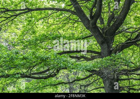 very old big oak tree with green lush foliage. nature scenic spring landscape photography. Stock Photo