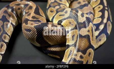 Footage of royal ball python in dark background Stock Photo