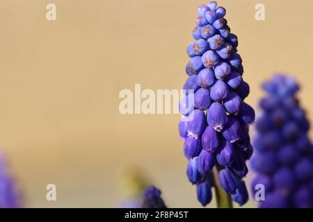 close up of blooming grape hyacinth flowers Stock Photo