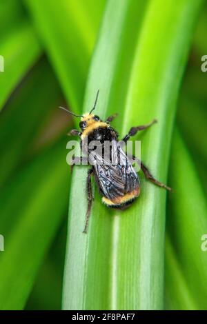 A yellow faced bumble bee in San Diego, California Stock Photo