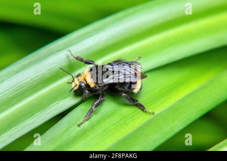 A yellow faced bumble bee on green leaves,  San Diego, California Stock Photo