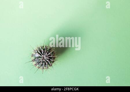 Background from a cactus on a green background. Plant texture with thorns. Stock Photo