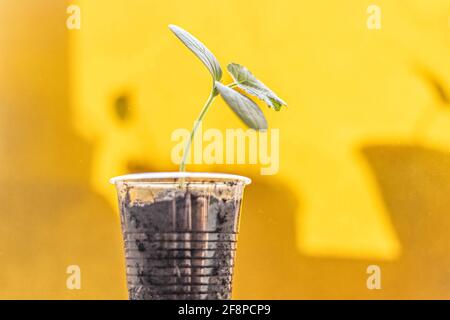 Vegetable sprout. Growing young cucumber seedlings in cups. Horticulture and harvest concept Stock Photo