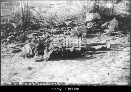First World War of rats grated body. Stock Photo