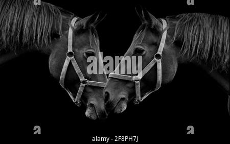 Two Racing Couple Horse Loving In The Black Background Stock Photo