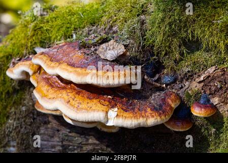 Red Banded Polypore growing on a tree covered by green moss in the forest. a parasitic fungus growing on a tree like virus Fomitopsis pinicola Stock Photo