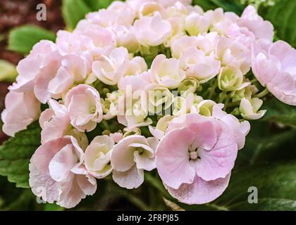 Light pink hydrangea blooming in the garden Stock Photo