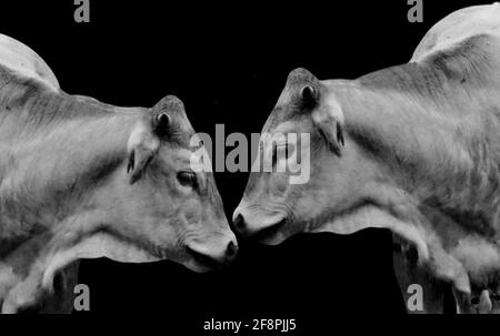 Two Cow Standing In The Black Background Stock Photo
