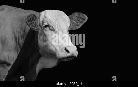 Black And White Cute Cow Closeup Face In  The Black Background Stock Photo