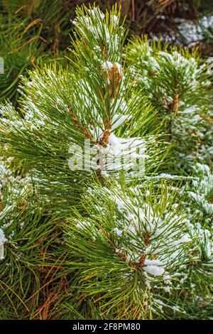 Freshly fallen snow on a pine tree Stock Photo