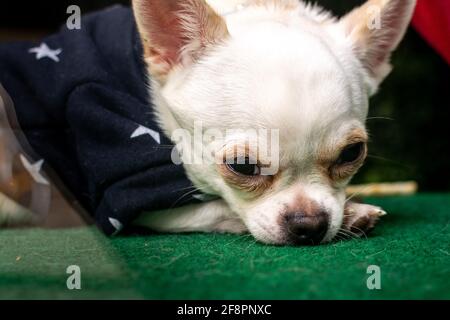 Small white chihuahua dog wearing a sweater looking suspicious Stock Photo