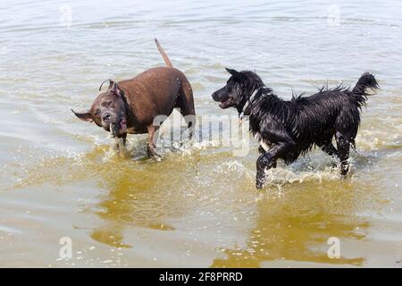 Two happy dogs playing and splashing together in the lake, sharing a joyful moment of summer friendship and fun Stock Photo