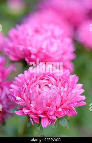 Aster Gremlin Double Mix, also known as China Aster and Tiger Paw Aster. Callistephus chinensis. Double flowered pink aster Stock Photo
