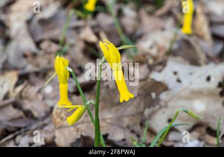 Flower of Cyclamen-flowered Daffodil (Narcissus cyclamineus) Stock Photo