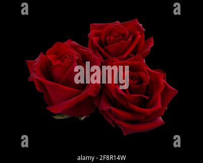 Bouquet of red roses isolated on a black background Stock Photo