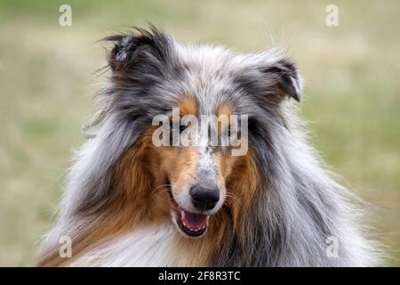 Merle Rough Collie Stock Photo