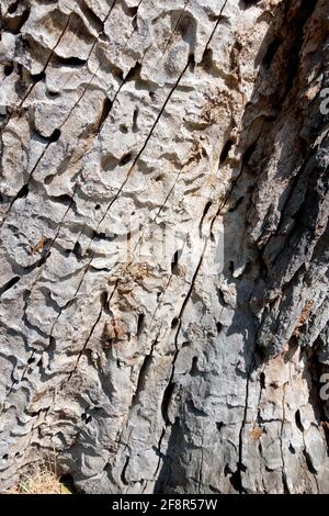 Dead trunk beetle pattern wood under bark Stock Photo