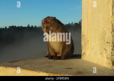 A curious monkey poses at a monument at the top of Kelimutu Volcano. A male macaque explores the area looking for what to steal Stock Photo