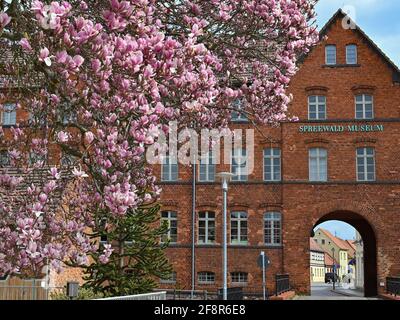 14 April 2021, Brandenburg, Lübbenau: An approximately 70-year-old magnolia tree is in full bloom in front of the Spreewald Museum. The genus Magnolia was named after the French botanist Pierre Magnol. Photo: Patrick Pleul/dpa-Zentralbild/ZB Stock Photo