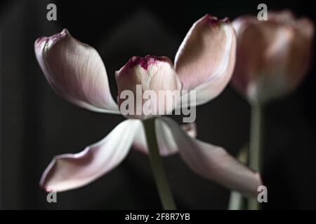 pale pink fading tulip on a dark background, close up Stock Photo