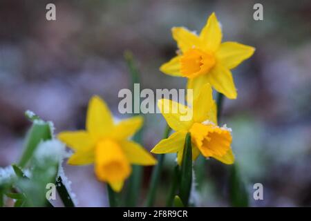 Close up of yellows daffodils in the snow with different focus Stock Photo