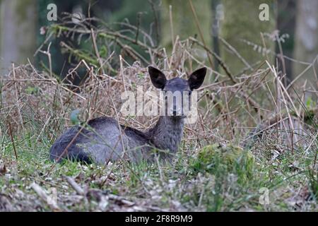 Dark Female Fallow Deer lying down Forest of Dean UK Stock Photo