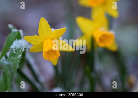 Close up of yellows daffodils in the snow with different focus Stock Photo