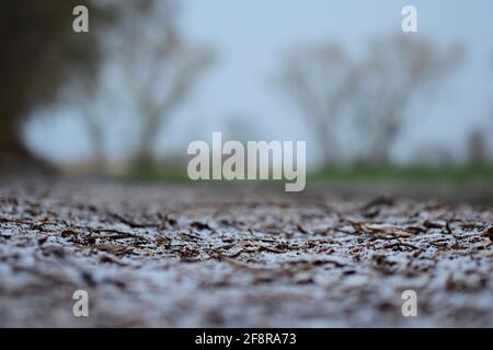 Snowy path with wood chips on the ground against blurred trees in the background Stock Photo