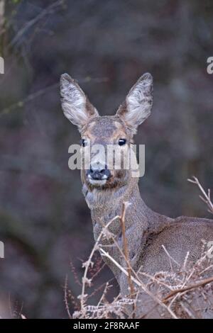 Female Roe Deer Forest of Dean UK Stock Photo