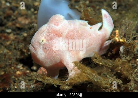 Rundflecken Anglerfisch, Painted frogfish, Antennarius pictus, Lembeh, Sulawesi, Indonesia Stock Photo