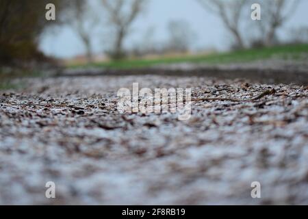 Snowy path with wood chips on the ground against blurred trees in the background Stock Photo